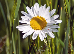 Wiesen-Margerite